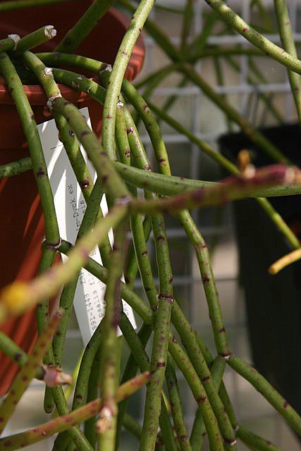 floccosa hoenauensis